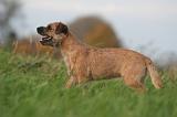 BORDER TERRIER 157